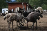 The B.C ostrich cull controversy, explained