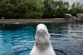 Ottawa denies Marineland request to export remaining beluga whales to China