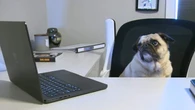 Dog passes online course as part of test into Alberta online verification gaps