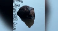 Beavers trapped, killed in New Brunswick village to protect golf course