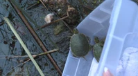 ‘It is really sad’: Western painted turtles saved from what’s left of B.C. lake