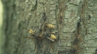 Have you noticed an increase in wasp activity around Toronto? Here’s why
