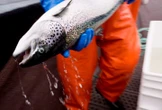 N.S. advocacy group takes aim at province’s bid to promote open-net fish farms