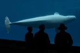 Another beluga, seal have died at Marineland. The deaths caught Doug Ford’s attention