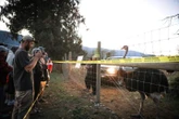 Edgewood residents stay silent on ostrich farm controversy over safety fears, ‘very volatile’