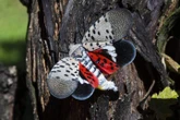 Ontario wineries concerned ‘dangerous’ spotted lanternfly could suck vineyards dry