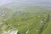 Saskatchewan lakes a hot spot for toxic algae