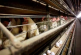 Collective bargaining deal reached in Quebec slaughterhouse labour dispute