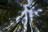 When heat and drought stress trees, the consequences can be tragic