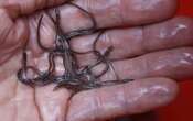 As elver fishery season set to launch, N.S. First Nation rejects federal rules