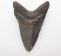 Teeth from million-year-old extinct shark species up for auction in N.B.