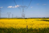 China’s new tariff on Canadian canola takes effect as farmers urge action