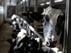 Does Canada really tariff U.S. dairy 250% and above? It’s complicated
