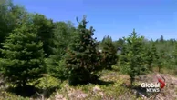 Christmas tree growers in Maritimes worried about mould causing root rot