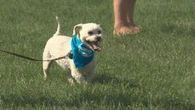 New rules for pets in Edmonton as city revamps bylaw
