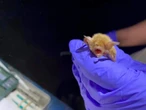 B.C. bats ‘do not know the border’ — and Trump funding cuts may put them in peril