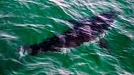 Possible shark sighting at Nova Scotia beach prompts lifeguard to alert swimmers