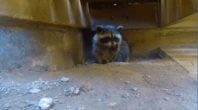 Ontario homeowner calls 911 to report break-in, police find racoon eating apples