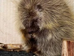 ‘Race against time’ for dog that’s already had 853 porcupine quills removed: NS SPCA
