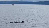 Leatherback sea turtle sighted in B.C. waters is ‘extremely rare’ expert says