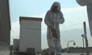 Bees cause a buzz at New Brunswick’s legislature