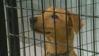 BARCS Rescue loses 8 dogs to distemper, 8 to parvo highlighting importance of vaccines