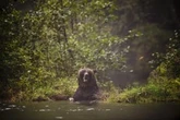 Man recovering from injuries after ‘defensive’ grizzly bear attack in B.C.
