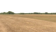 ‘Getting pretty bleak’: Drought conditions lead to agricultural disaster for Interlake RMs