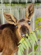 Toronto Zoo to become home of Cedar, a blind baby moose rescued near Ottawa