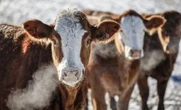 Farmers pleased but anxious after Alberta pauses new on-farm slaughter sale limits