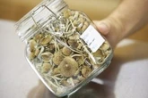 Federal court ruling on psilocybin training a turning point: advocacy group