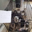 76 cats surrendered to Ontario SPCA in 4 days: ‘We couldn’t have planned for this’