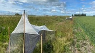 Bee study looks to improve pollinator habitat along Alberta highways