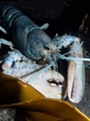 Pair of rare, multicoloured lobsters new summer stars of Dartmouth ocean centre