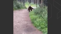 Calgary couple survives ‘frightening’ encounter with grizzly bear