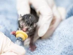 Pet abandonments in Quebec used to spike around Canada Day. Now they’re year-round
