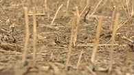 ‘This is the worst that I can remember,’ southern Saskatchewan RMs declare drought emergency