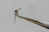 Mosquitoes buzzing in Winnipeg, city crews itching to be rid of them