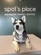 Missy the dog is making waves around the world for her unexpected trip to daycare