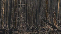 Impact of Nopiming Provincial Park, Man. wildfire lingers 1 year later