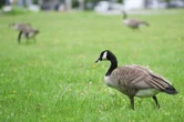 Ontario man fined $1K after pleading guilty to ‘harassing’ Canada geese