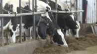 New Brunswick delays phase-out of equine vet program