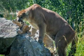 B.C. man attacked by cougar has minor injuries after he says he punched it