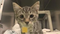 Animal neglect in New Brunswick reaching ‘record-breaking’ levels in 2024: SPCA