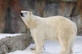 The Saskatoon Forestry Farm is hoping to expand