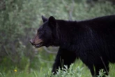 Bear enters Ontario home, attacks couple who let their dog outside