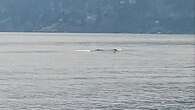 Ogopogo documentary shines spotlight on mythical B.C. lake creature