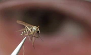 West Nile virus is back. Where it’s been found, and what you should know