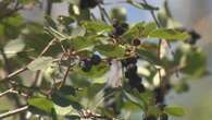 Last year’s drought impacts this year’s berry season in Saskatchewan