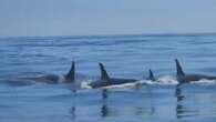 ‘Honoured’: Pod of orcas delights and surprises fishermen off B.C. coast